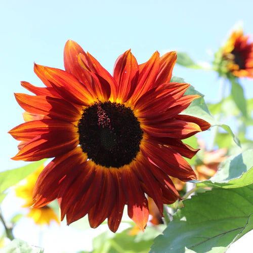 Så- og pasningsvejledning til Solsikke 'Ruby' F1 - Helianthus annuus