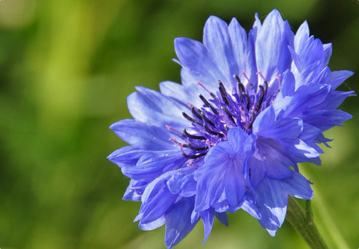 Så- og pasningsvejledning for kornblomst - Centaurea cyanus
