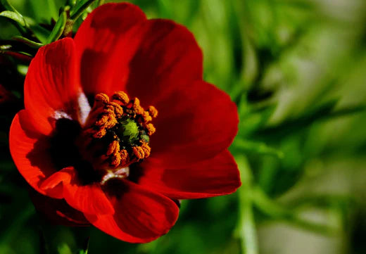 Så- og pasningsvejledning til Sommeradonis - Fasanøje - Adonis aestivalis