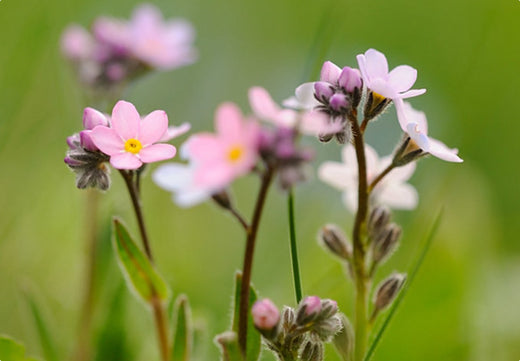 Så- og pasningsvejledning for Myosotis alpestris - Alpin Forglemmigej Pink