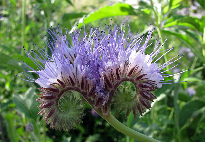 Sådan høster du frø fra honningurt