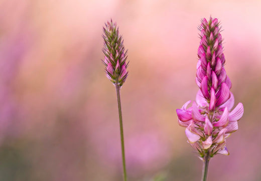 Så- og pasningsvejledning for Esparsette – Onobrychis viciifolia
