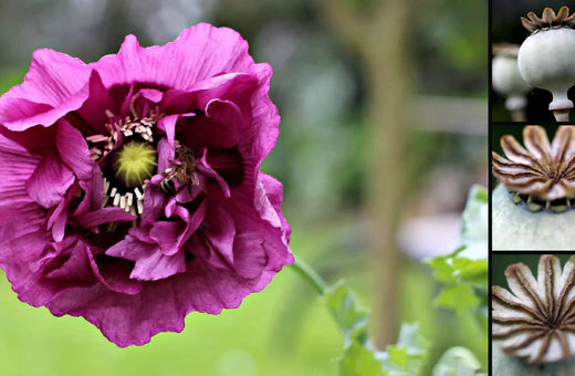 Så- og pasningsvejledning for Opiumsvalmue 'Double Violet Blush' – Papaver somniferum