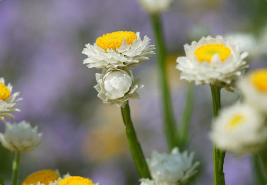 Så- og pasningsvejledning for Papirknop - Ammobium alatum