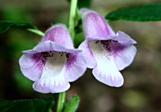 Så- og pasningsvejledning for indisk sesam - Sesamum indicum L.