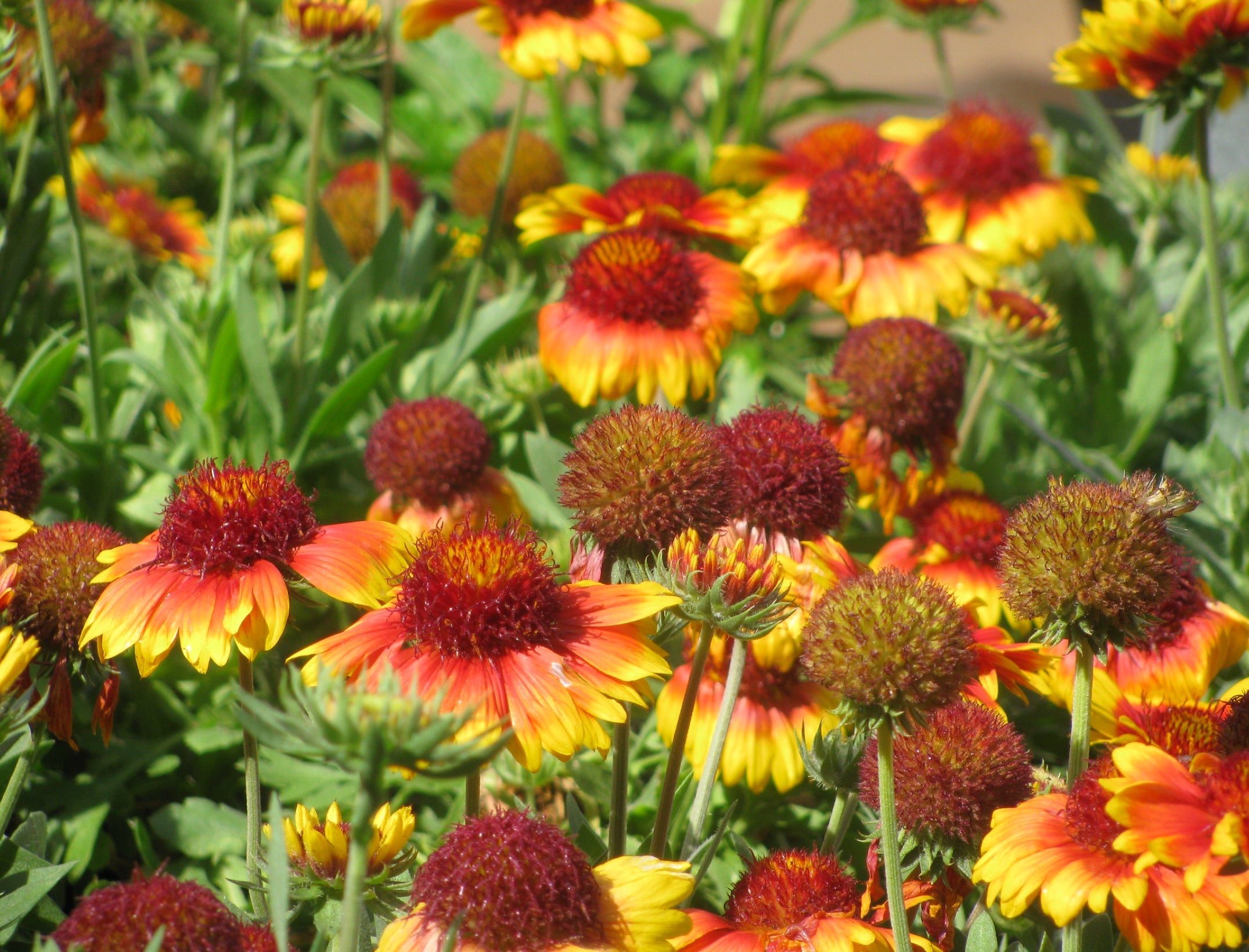 Så- og pasningsvejledning for Gaillardia aristata - Børste Kokarde