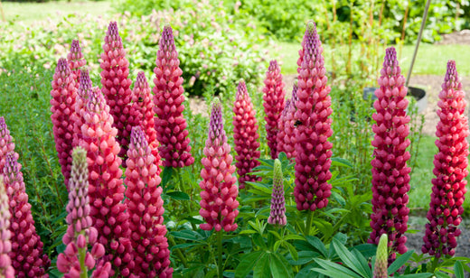Så- og pasningsvejledning til Lupin 'My Castle' - Lupinus