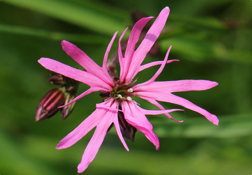 Så- og pasningsvejledning for Trævlekrone - Lychnis flos-cuculi