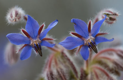 Så- og pasningsvejledning til Hjulkrone - Borago officinalis