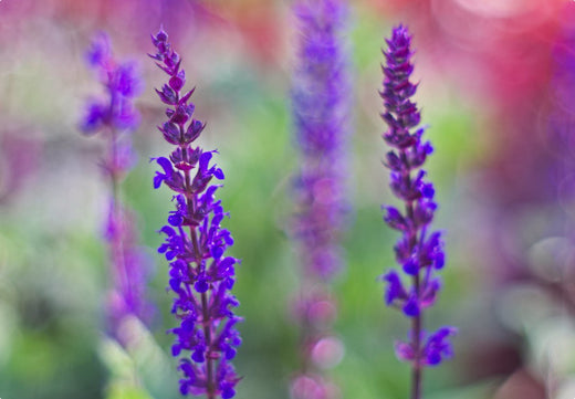 Så- og pasningsvejledning for Salvia nemorosa 'West Friesland' - West-Friesland Salvie