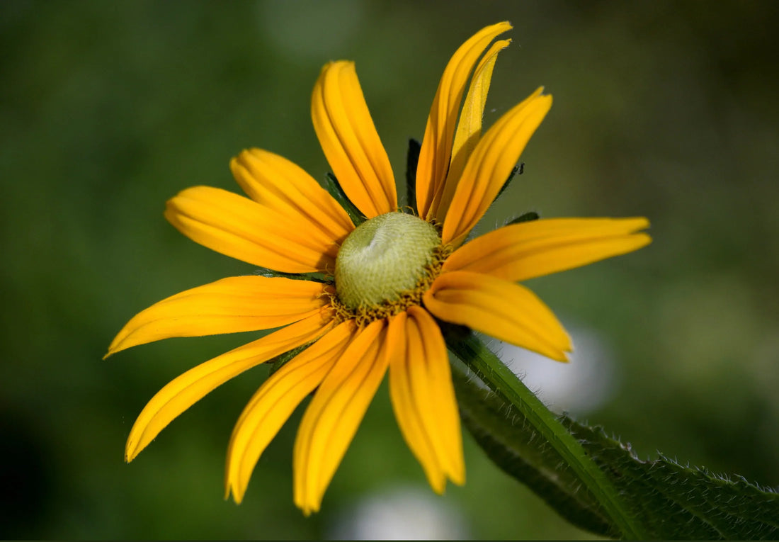 Såvejledning til Solhatten 'Green Eyes' (Rudbeckia hirta)