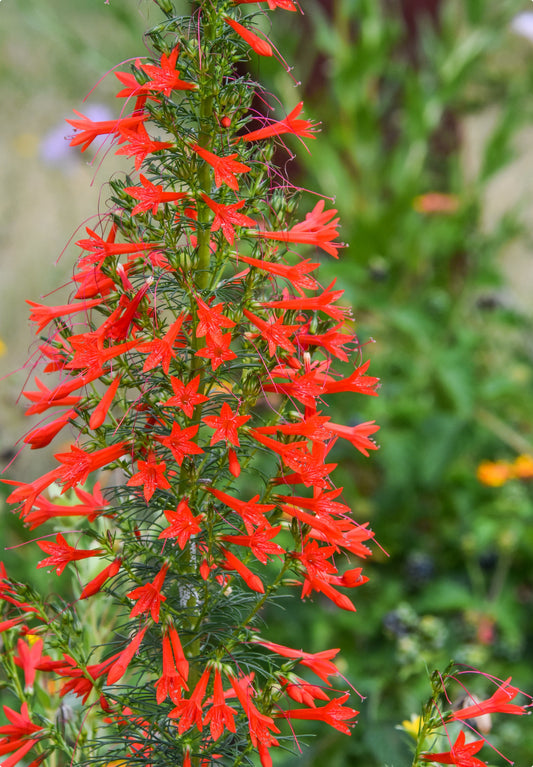 Såvejledning til Flammegløde Stående cypress (ipomopsis rubra)