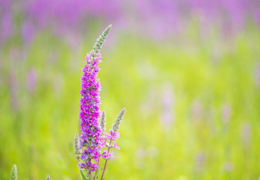 Så- og pasningsvejledning for kattehale - Lythrum salicaria