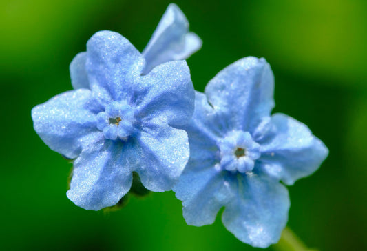 Kinesisk forglemmigej (Cynoglossum amabile)