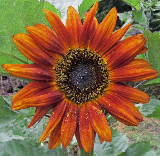 Så- og pasningsvejledning til Solsikke 'Autumn Beauty' - Helianthus annuus 'Autumn Beauty'