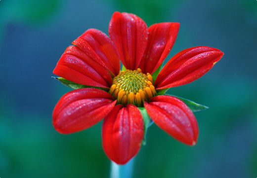 Så- og pasningsvejledning for Mexikansk Solblomst – Tithonia rotundifolia