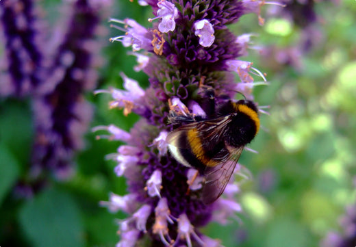 Så- og pasningsvejledning for Ægte Isop – Hyssopus officinalis