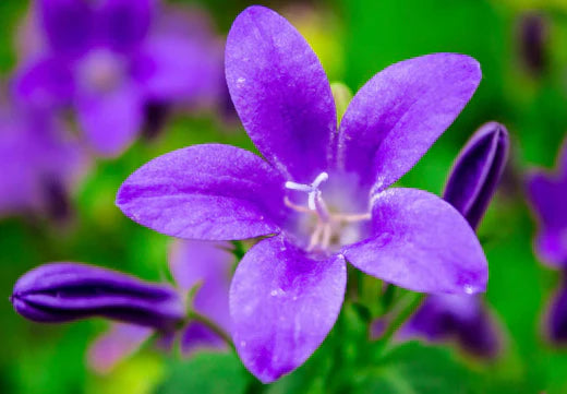 Så- og pasningsvejledning for nøgleklokke 'Superba Odessa' - Campanula latifolia