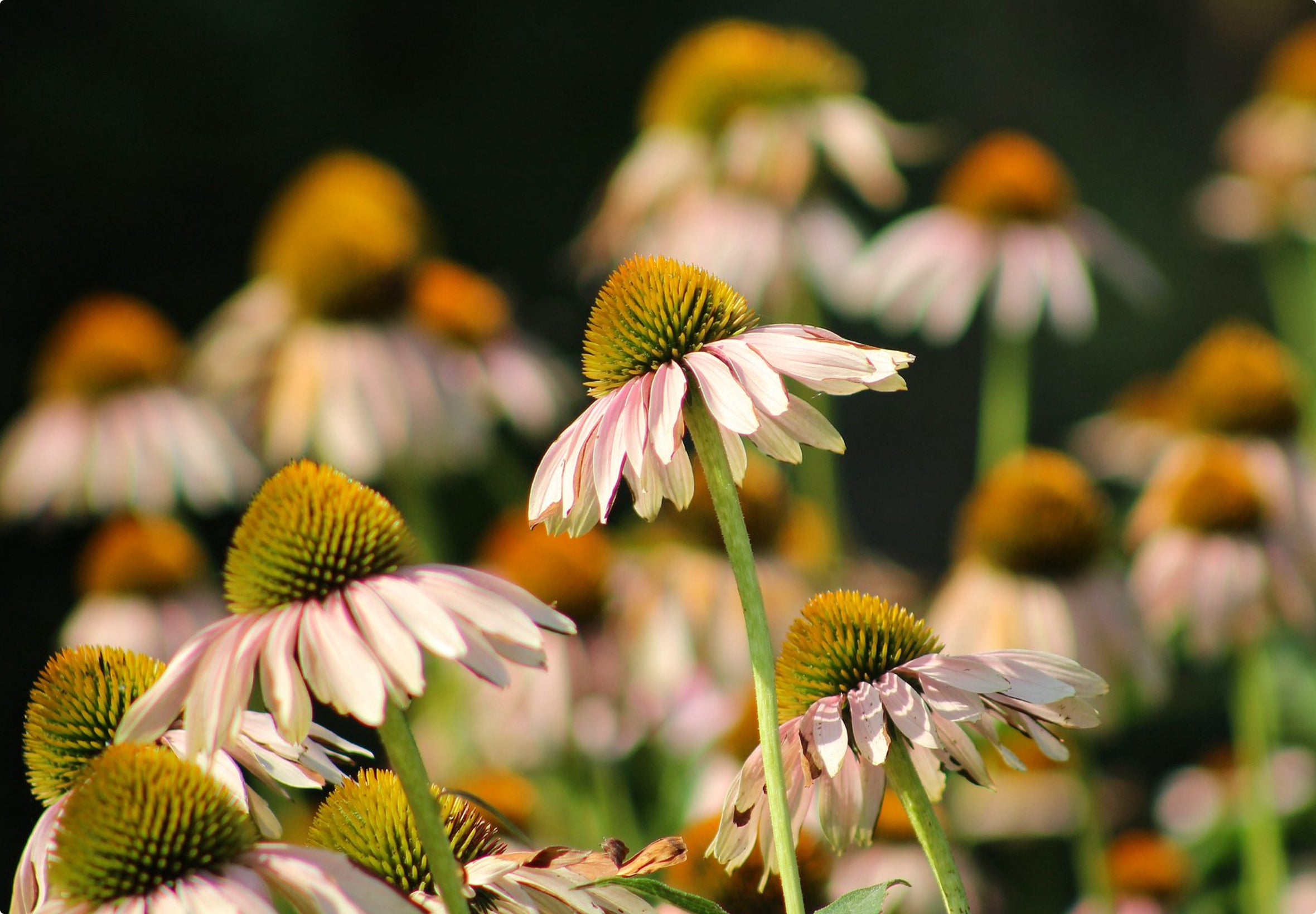 Vejledning til indsamling af frø fra solhat