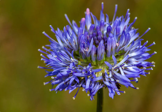 Fransk Blåmunke (Jasione laevis)