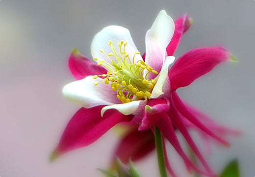 Så- og pasningsvejledning for Aquilegia caerulea 'Crimson Star' - Akeleje