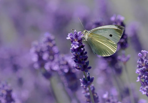 Så- og pasningsvejledning for Lavandula angustifolia - Ægte Lavendel