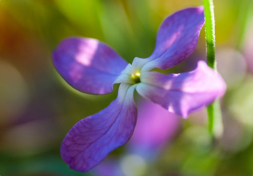 Så- og pasningsvejledning for natlevkøj - Matthiola bicornis