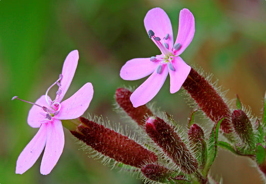 Så- og pasningsvejledning til Lav Sæbeurt - Saponaria ocymoides