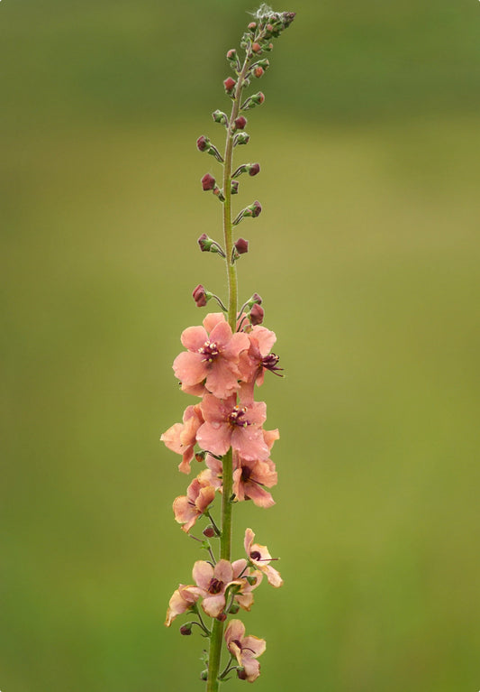 Kongelys (Verbascum phoeniceum)