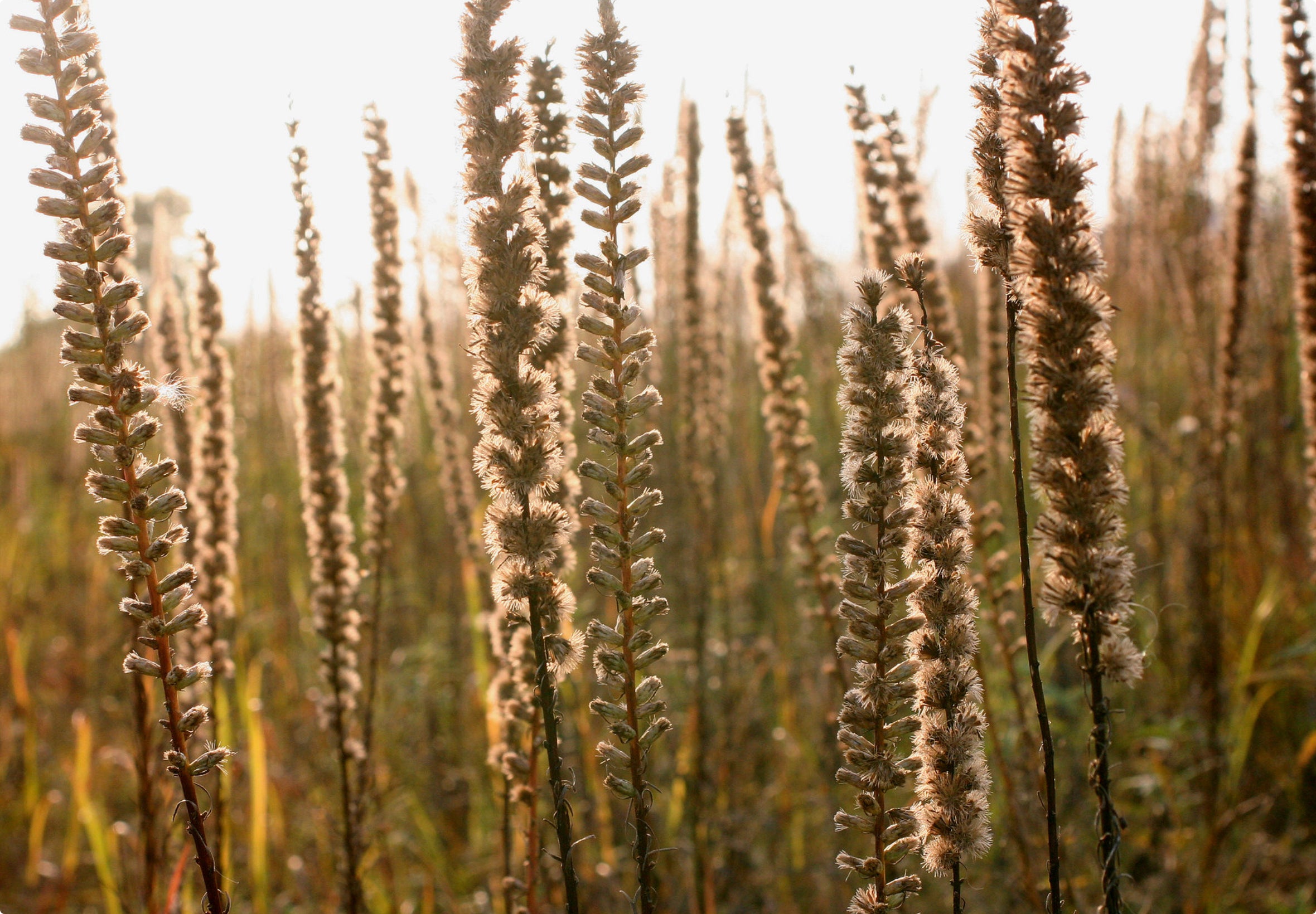 Sådan høster du frø fra Langakset Pragtskær