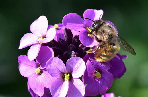 Så- og pasningsvejledning for strandlevkøj - Malcolmia maritima