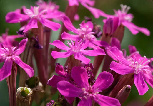 Så- og pasningsvejledning til Tjærenellike - Atocion armeria