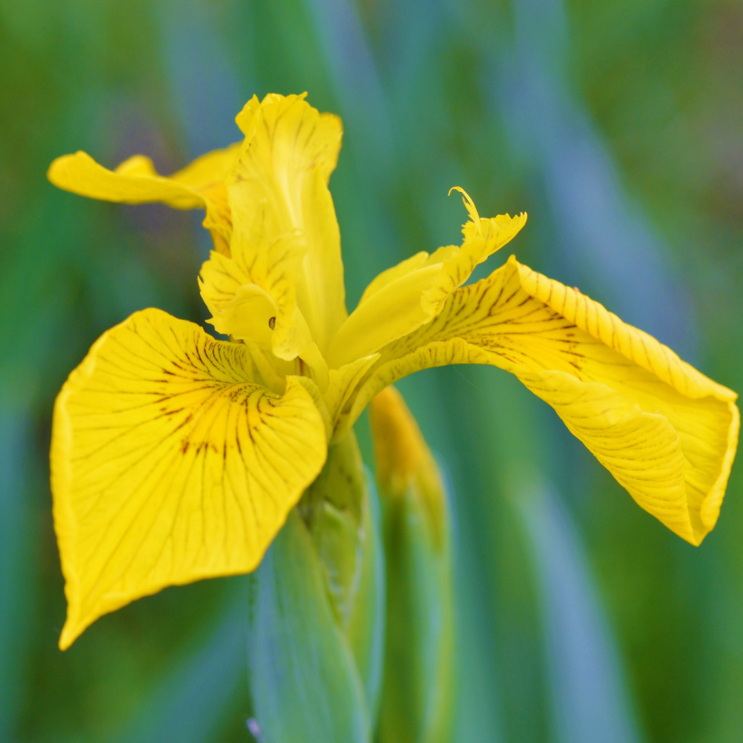 Såvejledning – Gul iris (Iris pseudacorus)