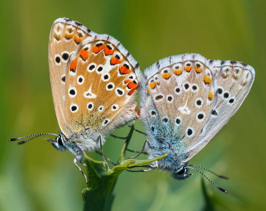 Kløverblåfugl – Polyommatus bellargus