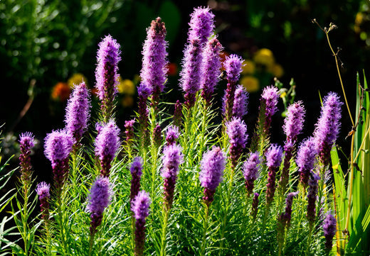 Så- og pasningsvejledning for langakset pragtskær - Liatris spicata