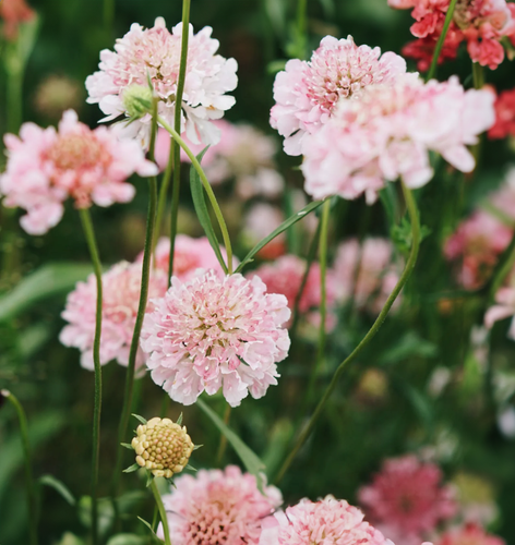 Så- og pasningsvejledning til Scabiosa atropurpurea - Salmon Queen