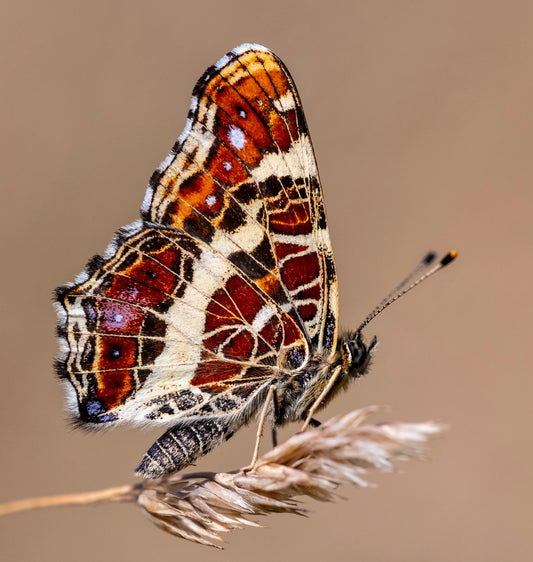 Nældesommerfugl (Araschnia levana)