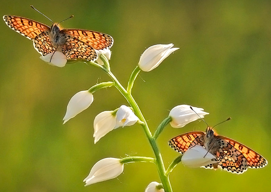 Okkergul pletvinge – Melitaea cinxia