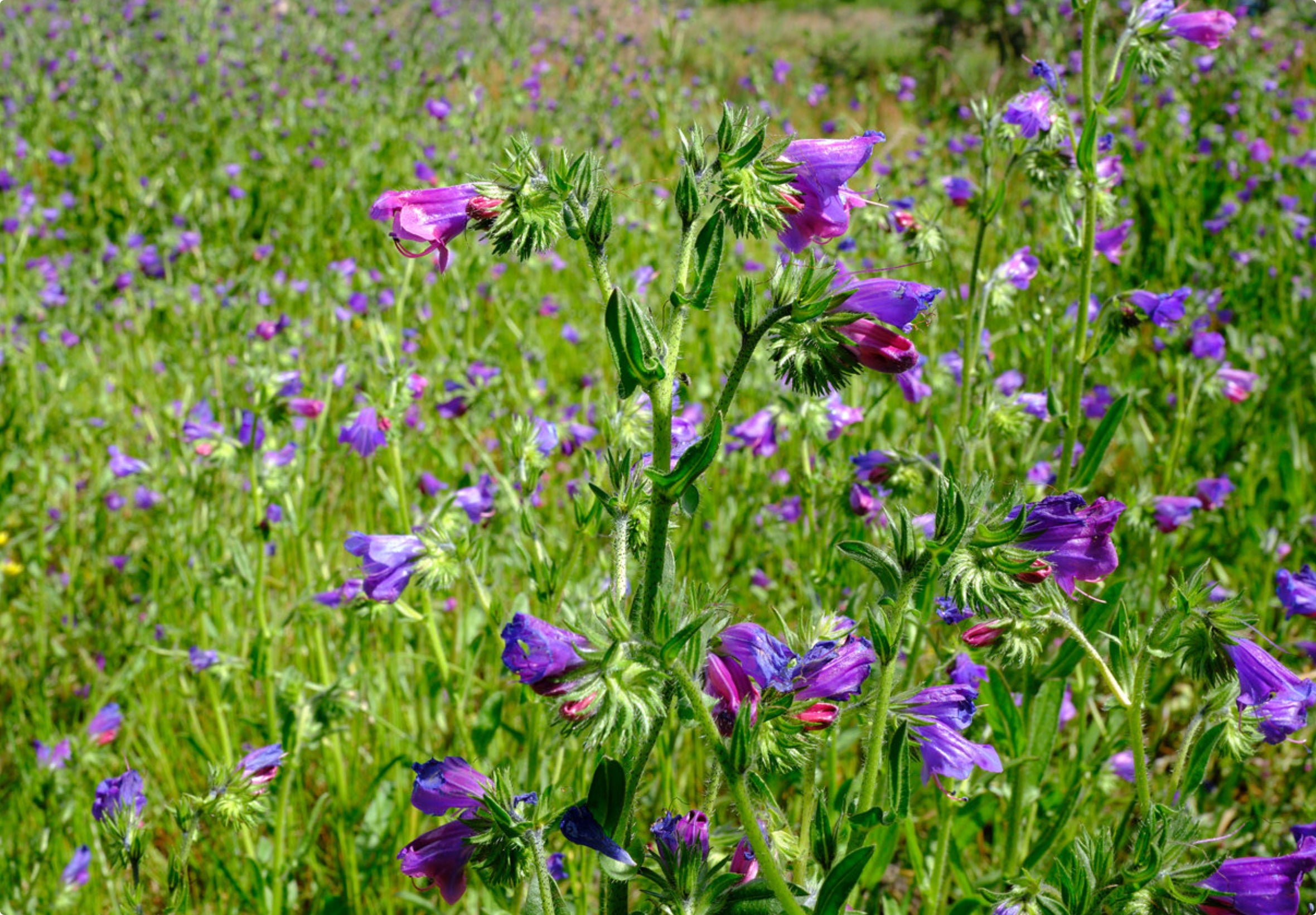 Høst af frø fra Dværg Slangehoved (Echium plantagineum)