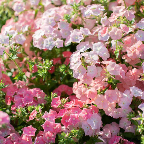 Så- og pasningsvejledning til Sommerfloks 'Phlox of Sheep' - Phlox drummondii 'Phlox of Sheep'