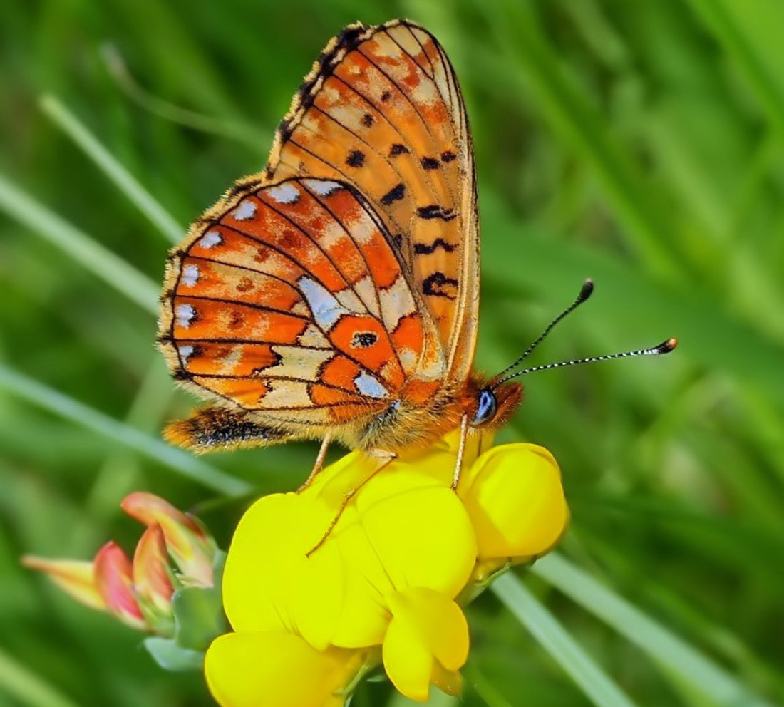 Rødlig perlemorsommerfugl – Boloria euphrosyne