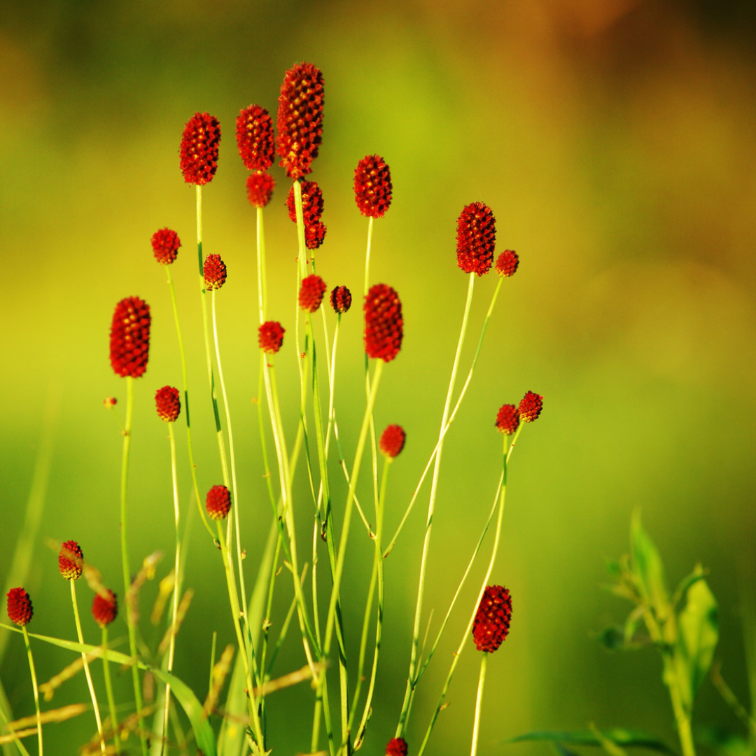 Læge-kvæsurt (Sanguisorba officinalis)