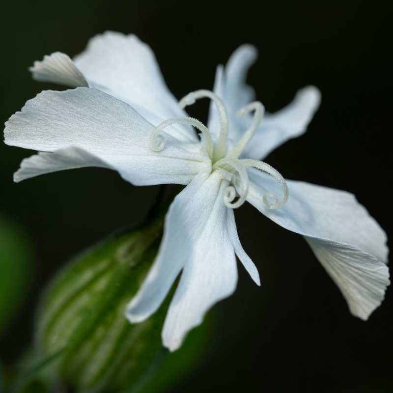 Såvejledning – Nikkende limurt (Silene nutans)