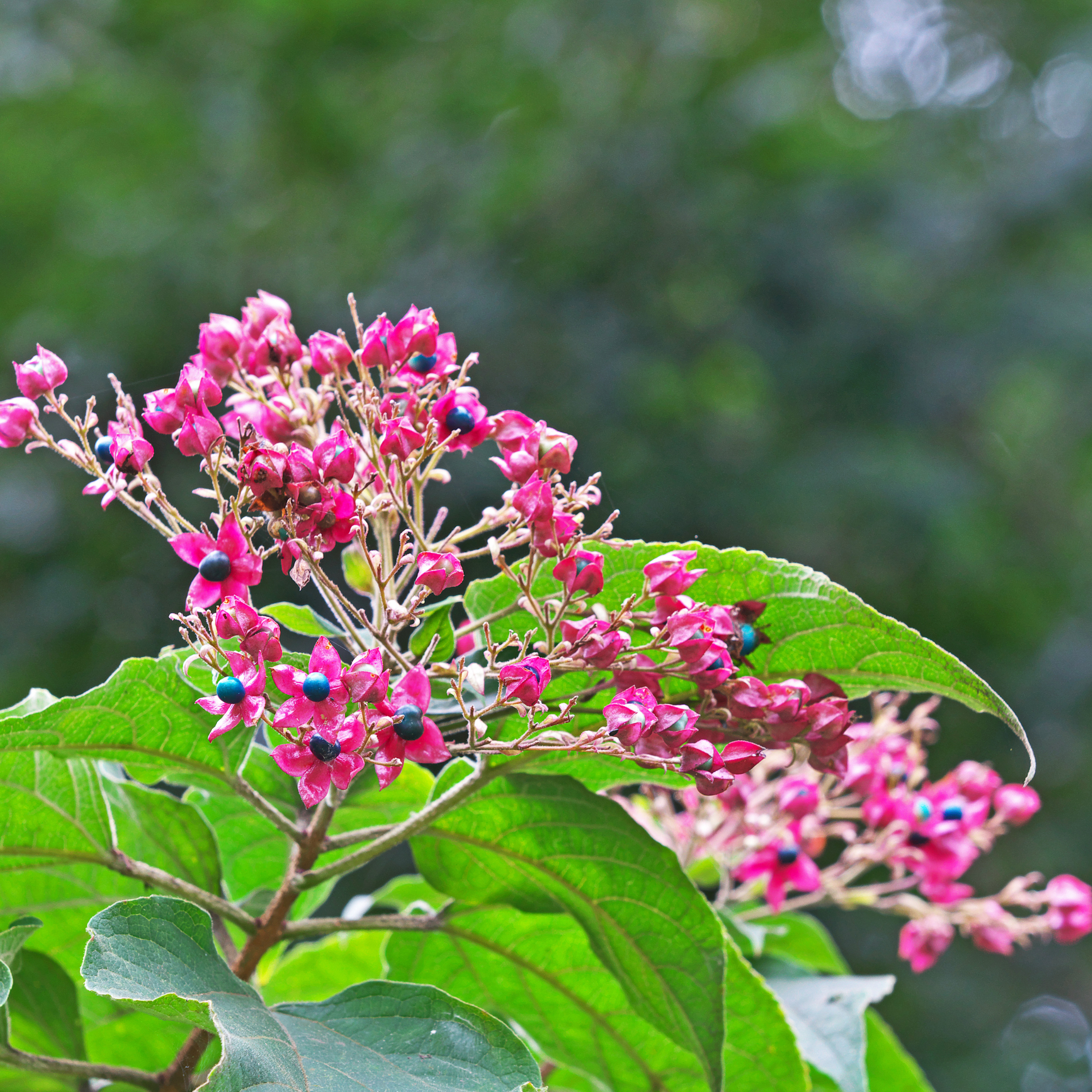 Såvejledning for Skæbnetræ – Clerodendrum trichotomum