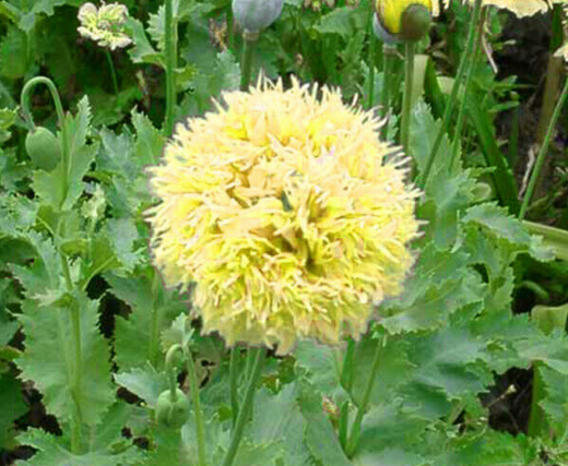 Så- og pasningsvejledning for gul pæonvalmue - Papaver 'Double Yellow Peony'