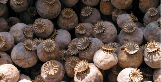 Så- og pasningsvejledning for Papaver somniferum 'Bowling Ball' - Valmue