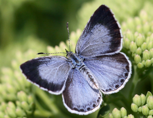 Skovblåfugl – Celastrina argiolus