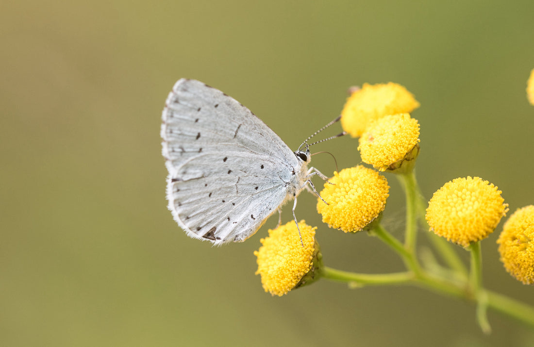 Skovblåfuglen (Celastrina argiolus)