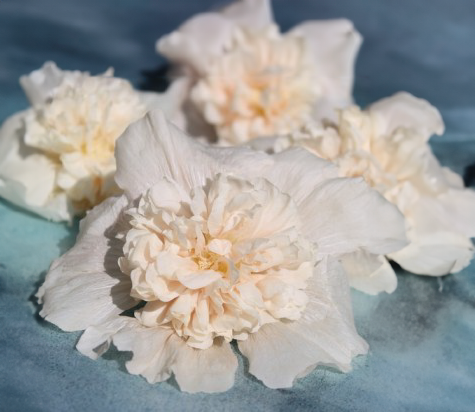 Så- og pasningsvejledning til stokrose Althaea rosea annua - Majorette Champagne