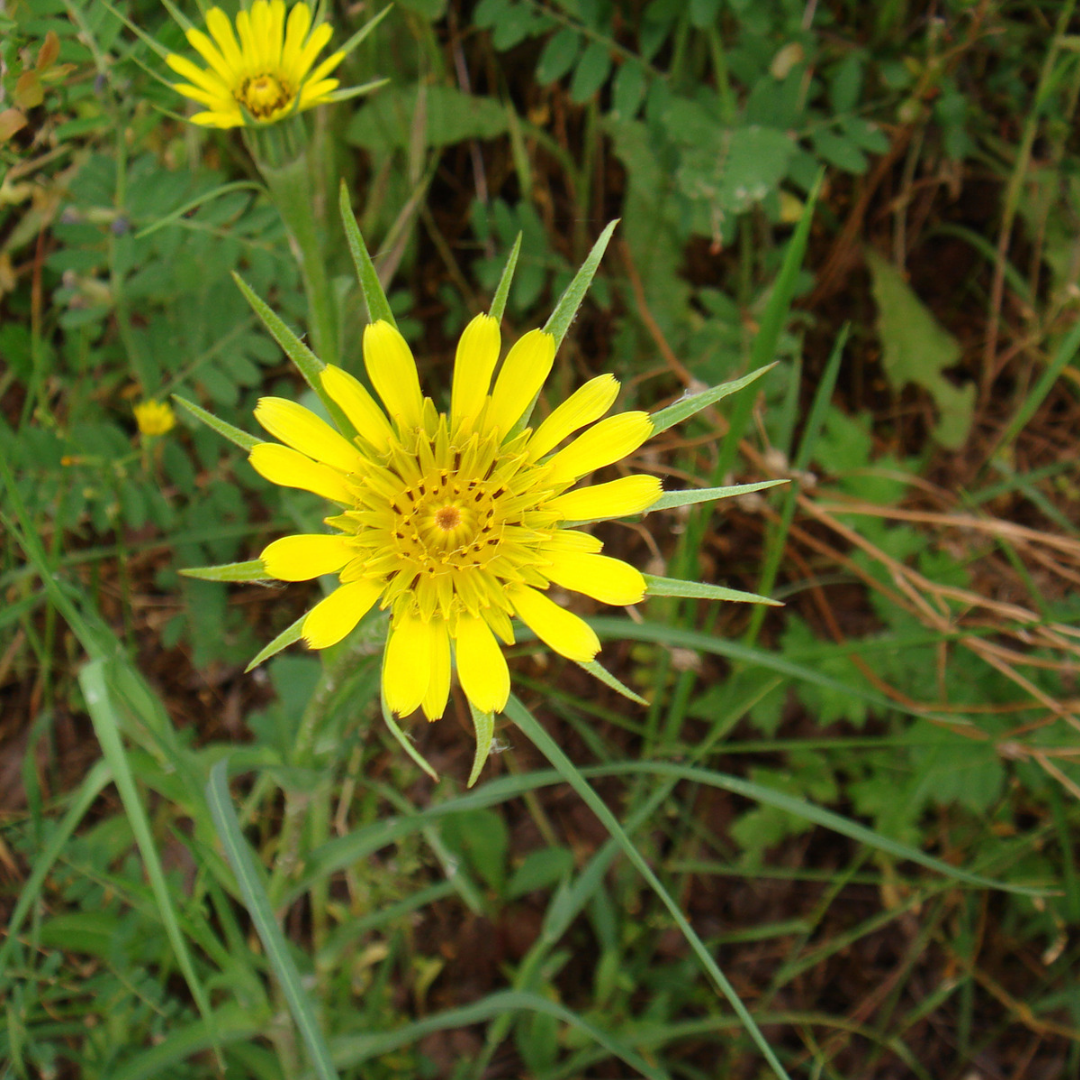 Eng-gedeskæg (Tragopogon pratensis)